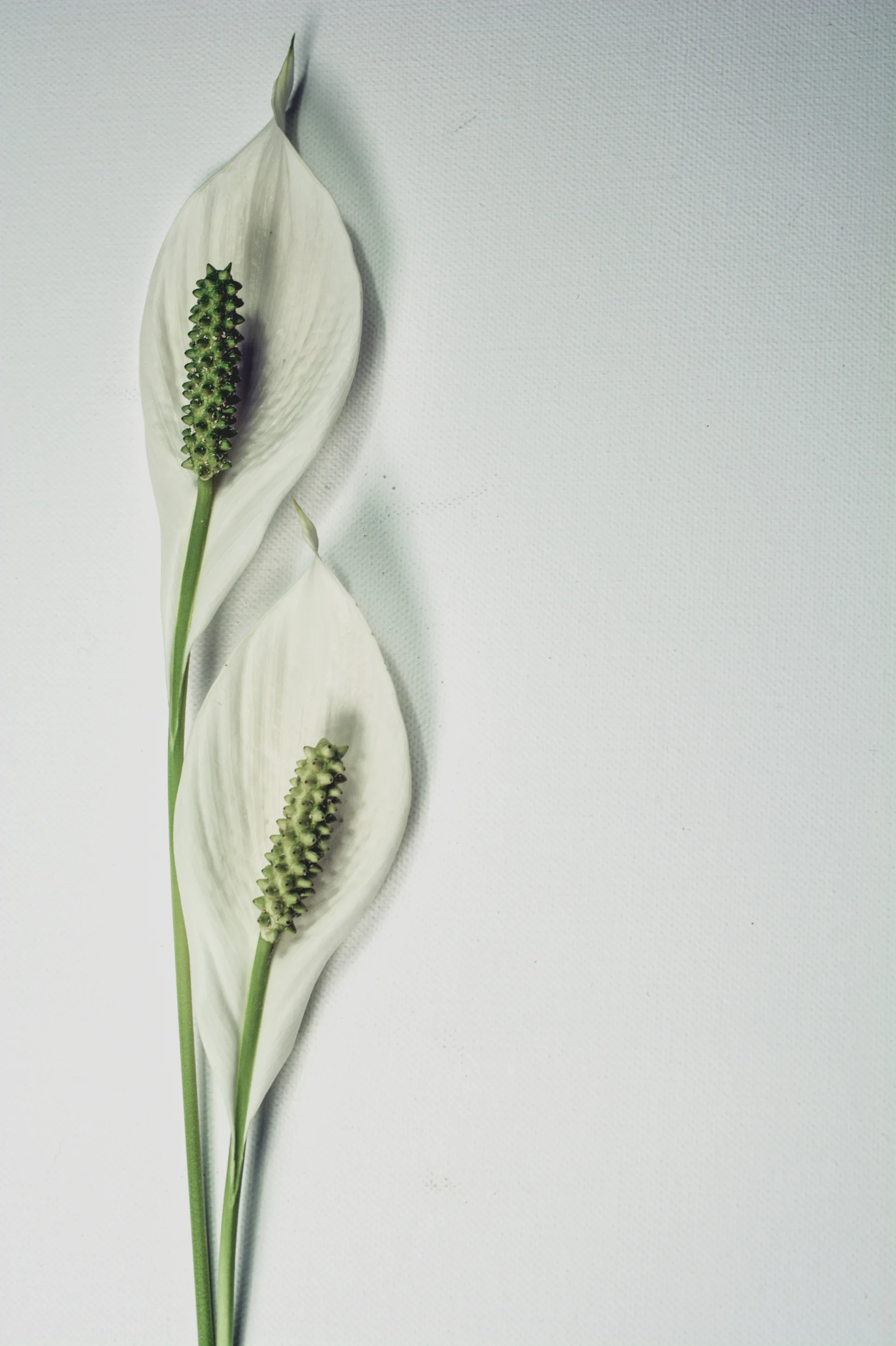 Two white peace lily stems on a soft background