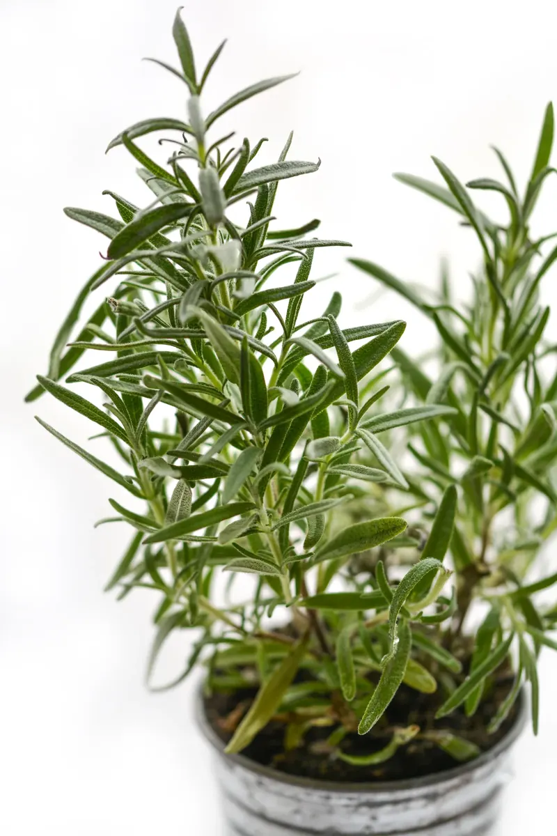 Herbal Extracts