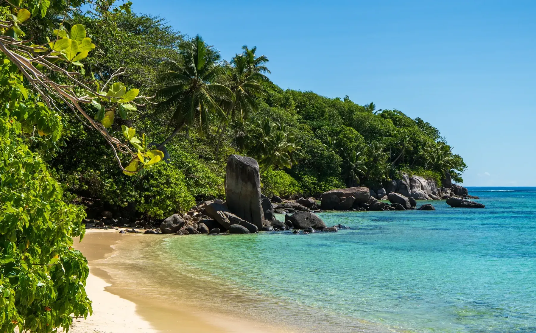 Palm-fringed beach with turquoise water